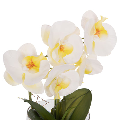 DECORATIVE ARTIFICIAL PHALAENOPSIS FLOWER PLANT IN GLASS VASE 12x24x30